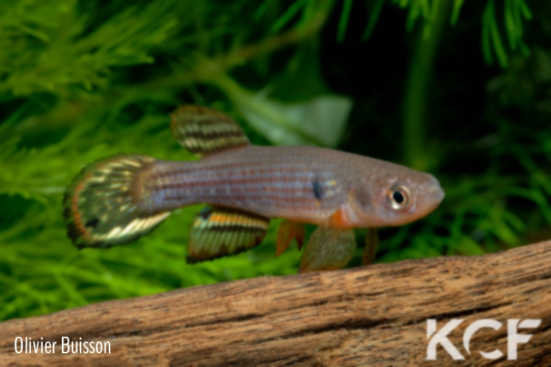 Neofundulus sp. 5 male adulte 