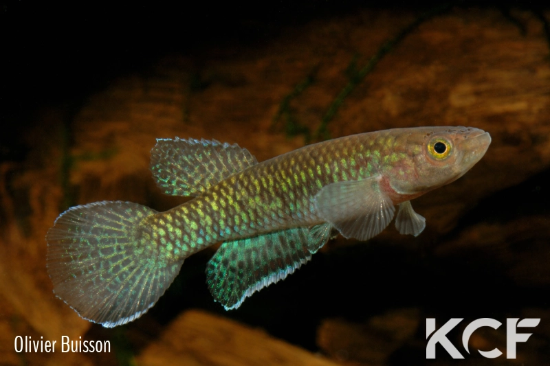 Nimbapanchax maeseni Lola GRC 90-174 male adulte 