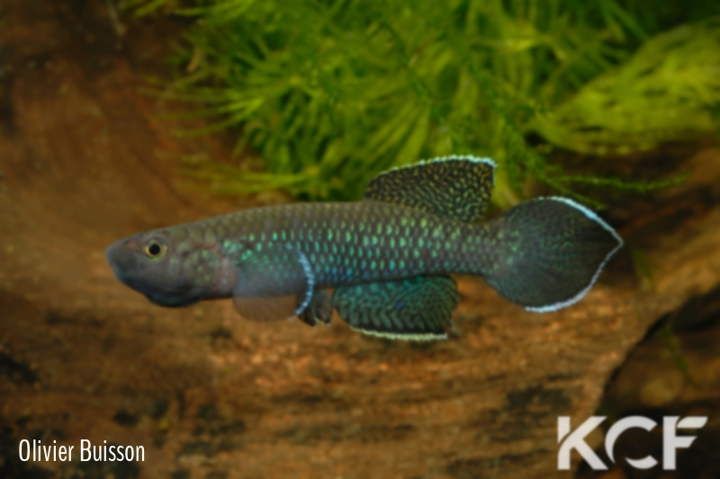 Nimbapanchax maeseni Lola GRC 90-174 male adulte 