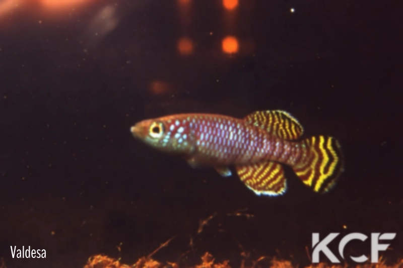 Nothobranchius aff. korthausae  male adulte 