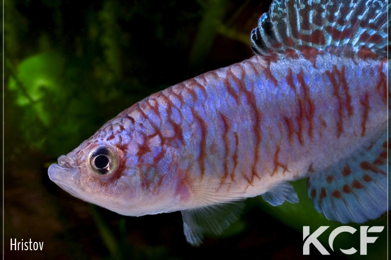 Nothobranchius capriviensis Salambala NA 97-01 male adulte 