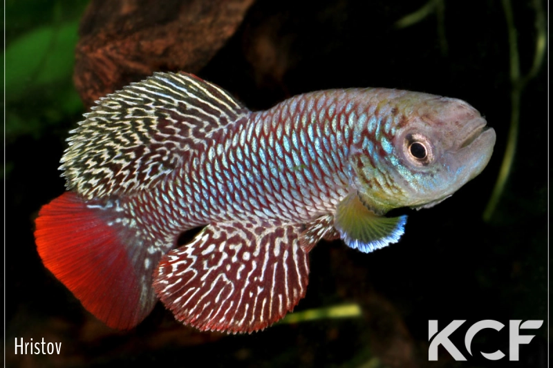 Nothobranchius furzeri Chigamane MZCS 08-53 male adulte 