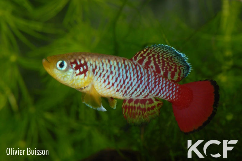 Nothobranchius guentheri Zanzibar male adulte 