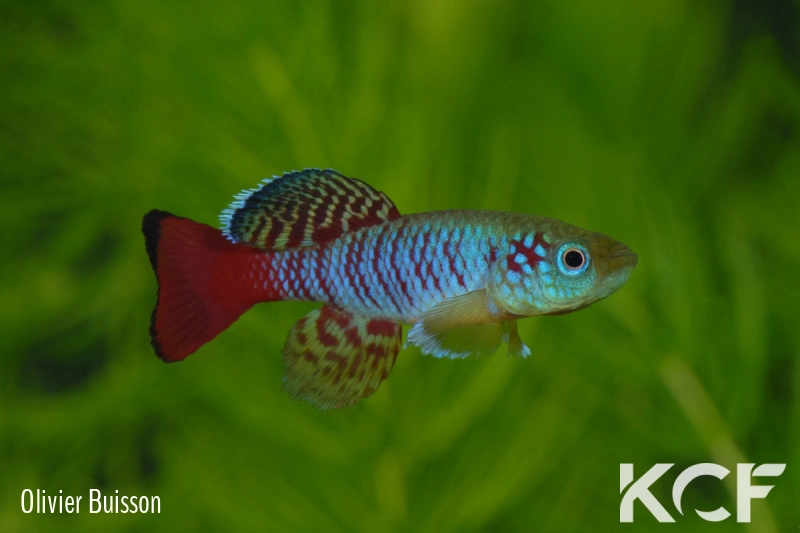 Nothobranchius guentheri Zanzibar male adulte 