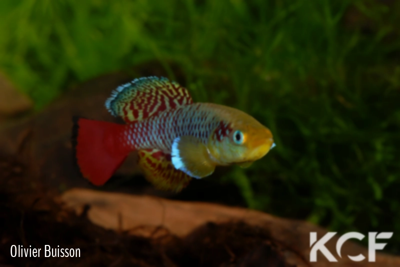 Nothobranchius guentheri Zanzibar male adulte 