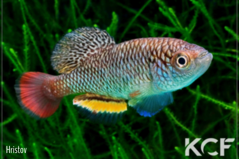 Nothobranchius ivanovae Mpanda K 11-25 male adulte 