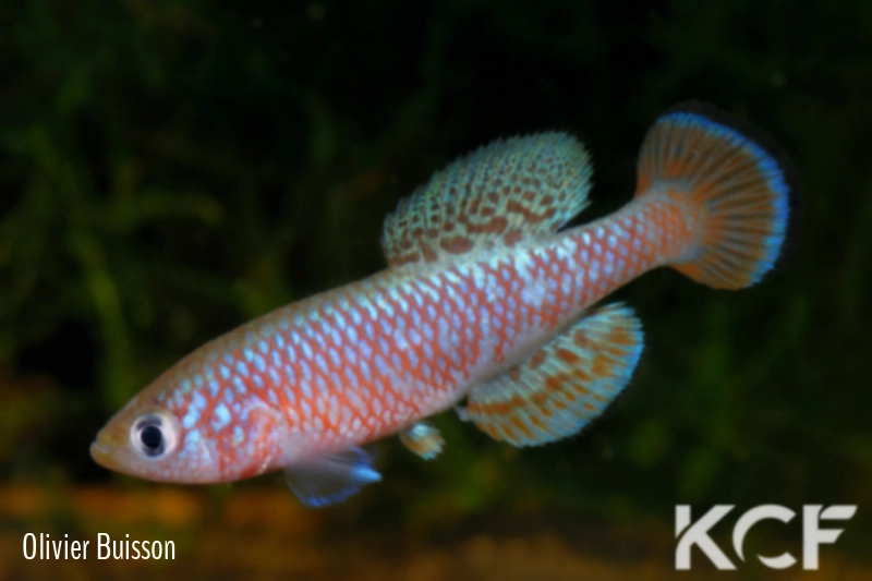 Nothobranchius kafuensis Lukanga swamp ZAM 08-02 male adulte 