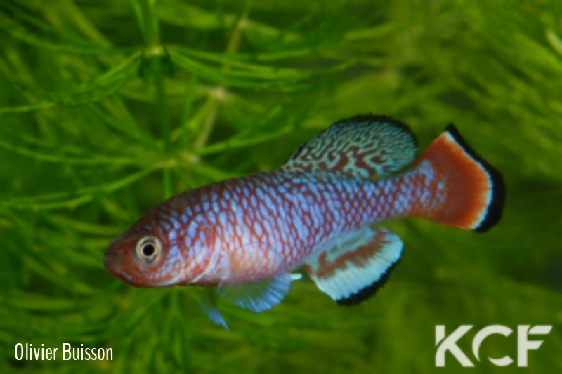 Nothobranchius kafuensis Mambova ZAM 03-01 male adulte 