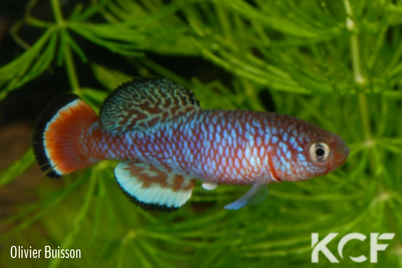 Nothobranchius kafuensis Mambova ZAM 03-01 male adulte 