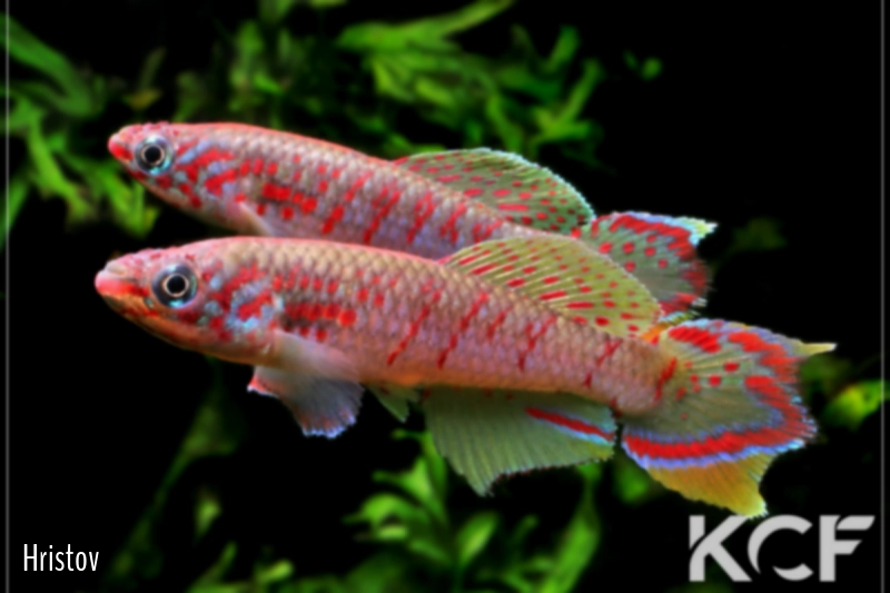 Fundulopanchax robertsoni  male adulte 