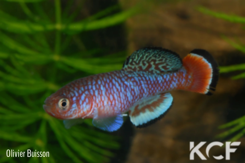 Nothobranchius kafuensis Mambova ZAM 03-01 male adulte 