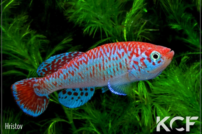 Nothobranchius kardashevi Mpanda K 11-25 male adulte 