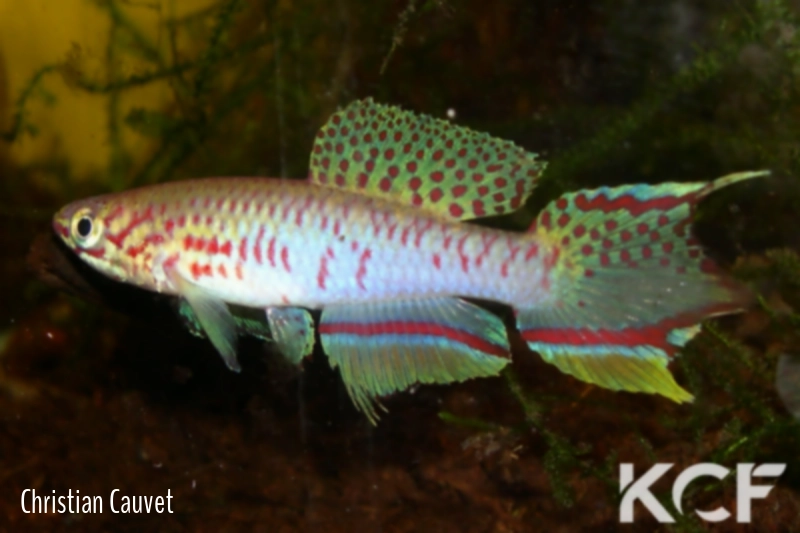 Fundulopanchax rubrolabialis  male adulte 