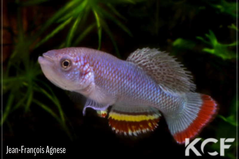 Nothobranchius neumanni Kintinku FHB TZ 09-16 male adulte 