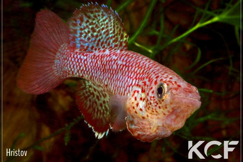 Nothobranchius orthonotus Bala Bala MZCS 08-122 male adulte 