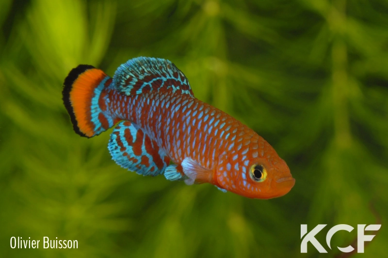 Nothobranchius rachovii  male adulte 