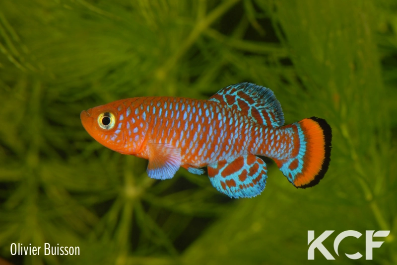 Nothobranchius rachovii  male adulte 