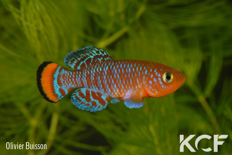 Nothobranchius rachovii  male adulte 