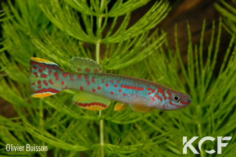 Fundulopanchax scheeli  male adulte 