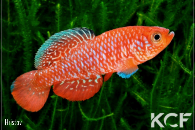 Nothobranchius rosenstocki Luapula River ZM 12-07 male adulte 