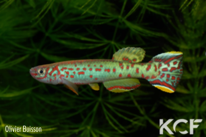 Fundulopanchax scheeli  male adulte 