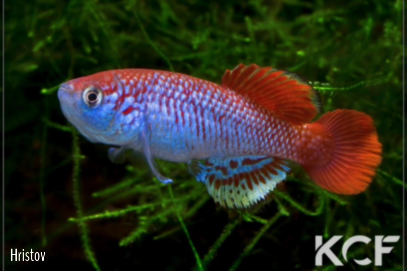 Nothobranchius venustus  male adulte 