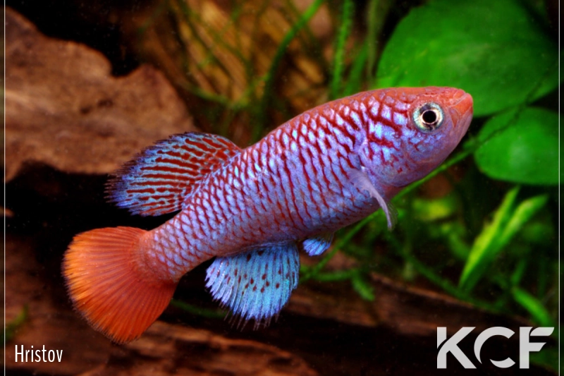 Nothobranchius ugandensis 3km Nord Butabia UGJ 99-13 male adulte 