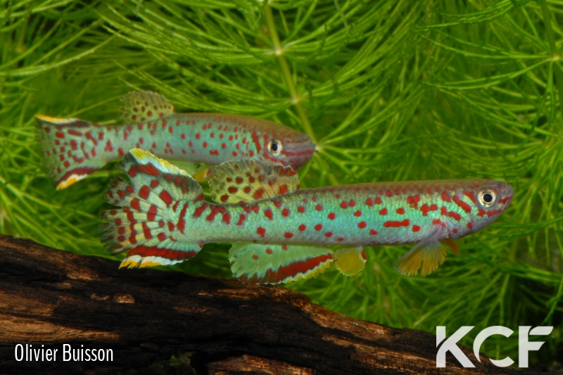 Fundulopanchax scheeli  male adulte 
