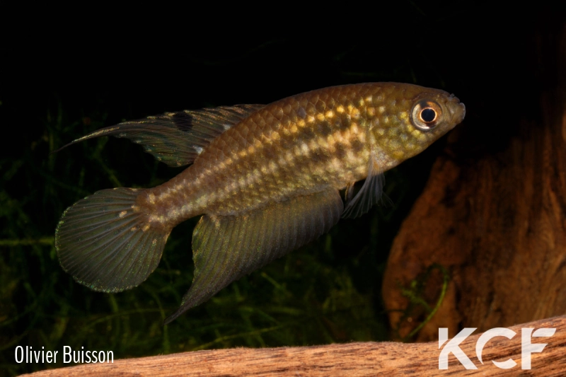 Ophtalmolebias constanciae  male adulte 