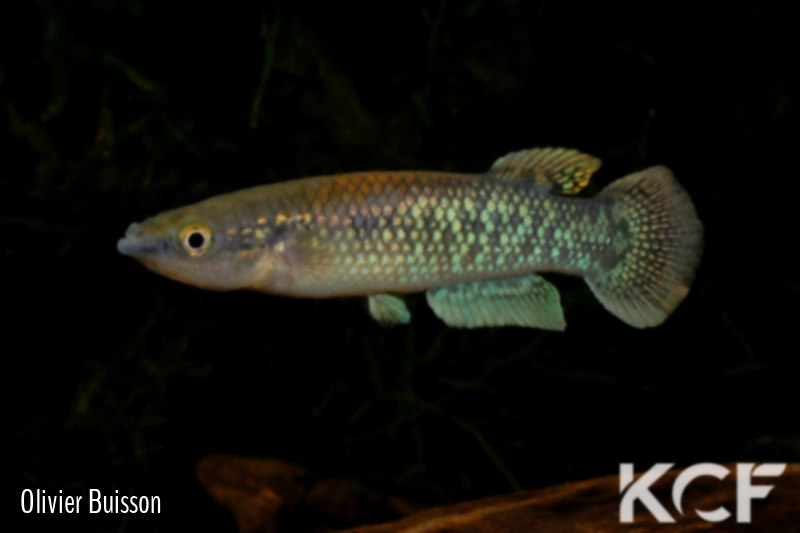 Pachypanchax arnoulti  male adulte 