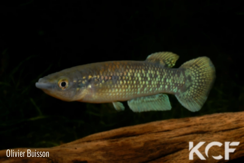 Pachypanchax arnoulti  male adulte 