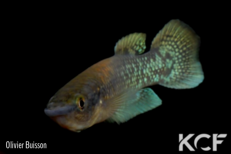 Pachypanchax arnoulti  male adulte 