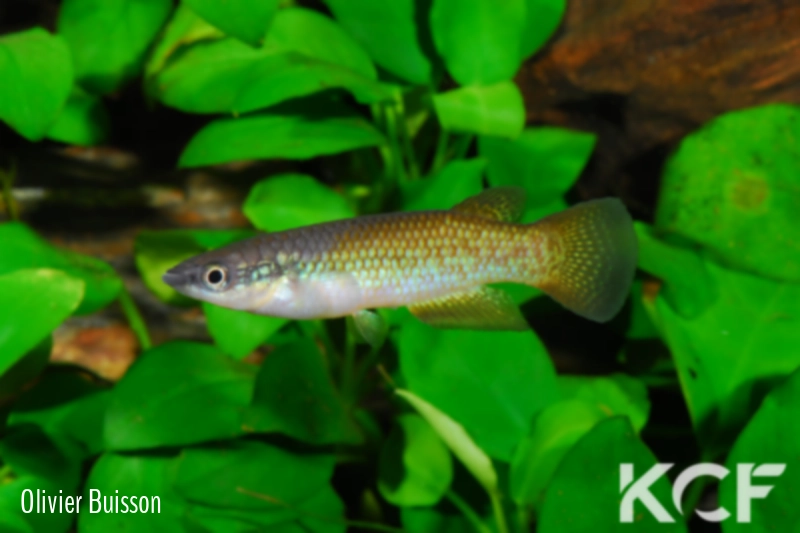 Pachypanchax omalonotus Nosy Bé rouge male adulte 