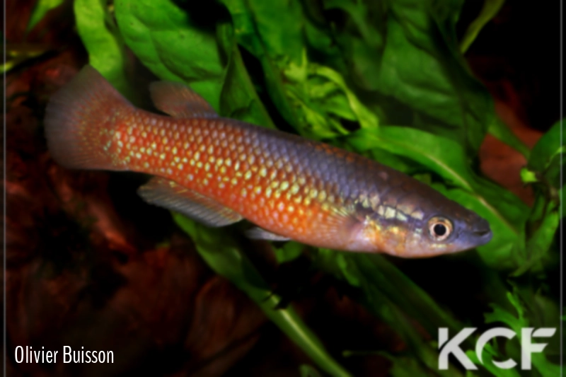 Pachypanchax sakaramyi  male adulte 