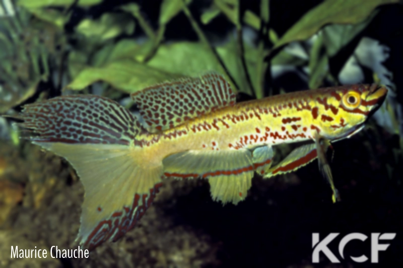 Fundulopanchax schwoiseri  male adulte 