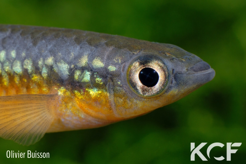 Pachypanchax sakaramyi  male adulte 