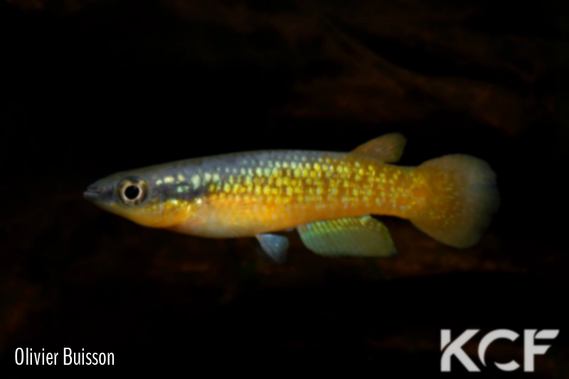 Pachypanchax sakaramyi  male adulte 