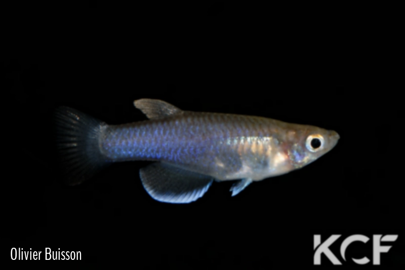 Pantanodon stuhlmanni Koreni KEN 10-10 male adulte 