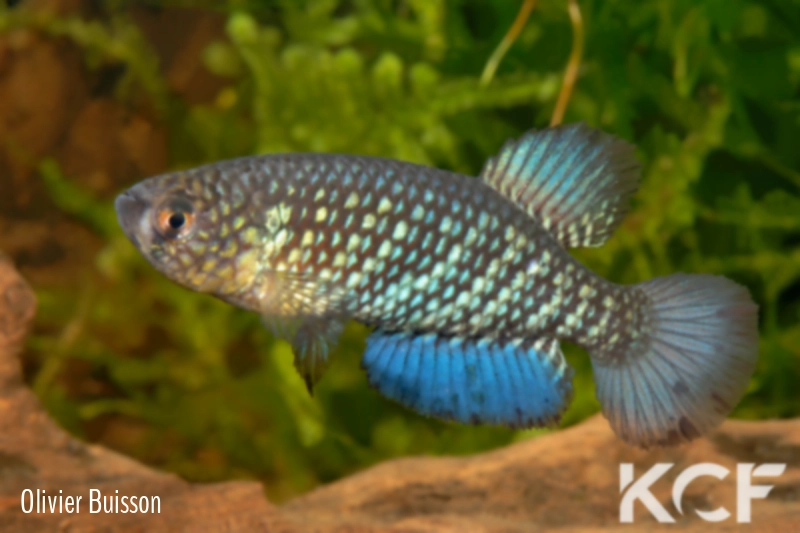 Papiliolebias sp. Quimome BFB 12-09 male adulte 