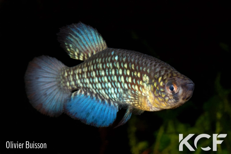 Papiliolebias sp. Quimome BFB 12-09 male adulte 