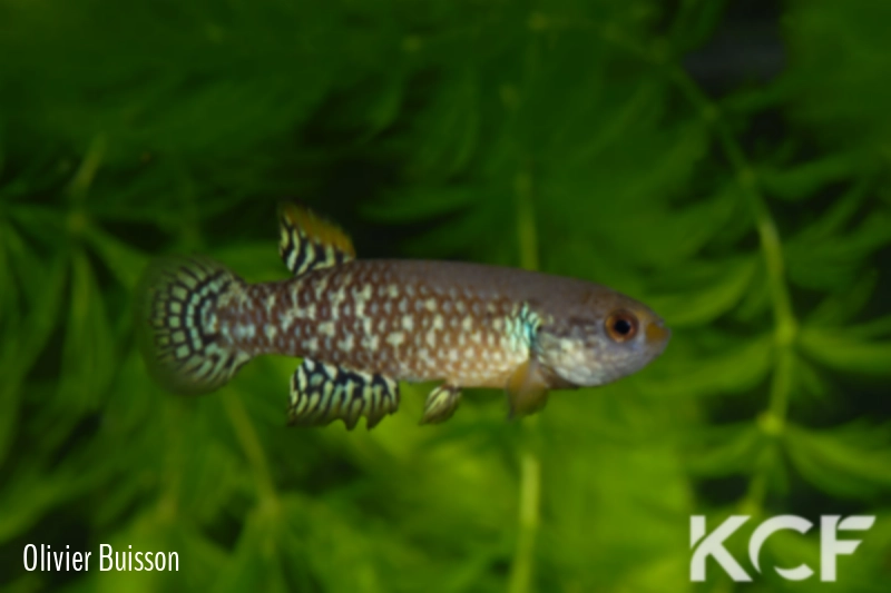 Pituna brevirostrata  male adulte 