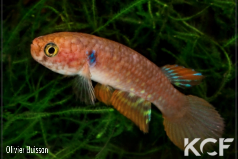 Pituna compacta Sao Miguel do Tocantins male adulte 