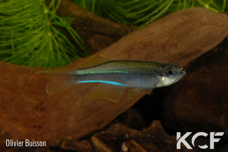 Plataplochilus aff. cabindae GEM 06-02 male adulte 