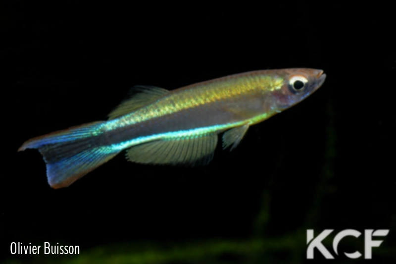 Plataplochilus ngaensis Mbel Alene GTC 15 male adulte 