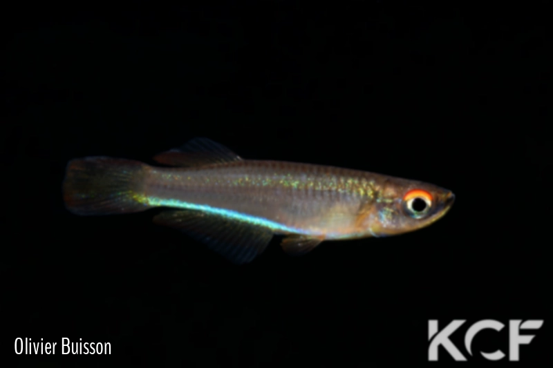 Plataplochilus aff. aureapygmaeus Poku TAT GLC 13 male adulte 