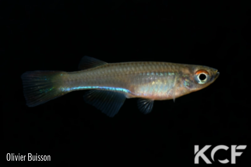 Plataplochilus aff. aureapygmaeus Poku TAT GLC 13 male adulte 