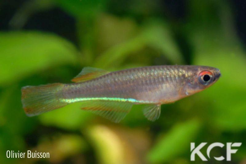 Plataplochilus aff. aureapygmaeus Poku TAT GLC 13 male adulte 