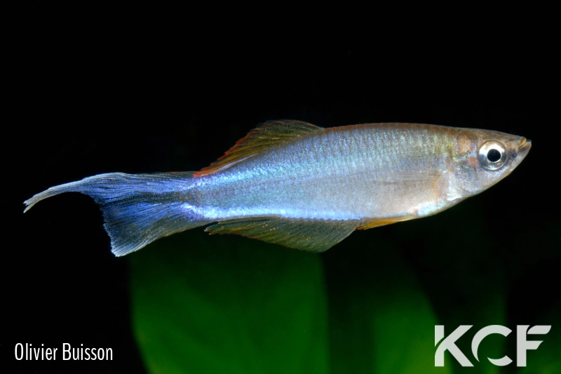 Plataplochilus aff. cuvervillei Bangando GLC 13 male adulte 