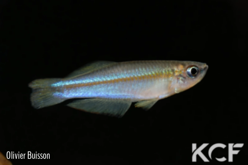 Plataplochilus aff. mimus Akok GLC 13 male adulte 