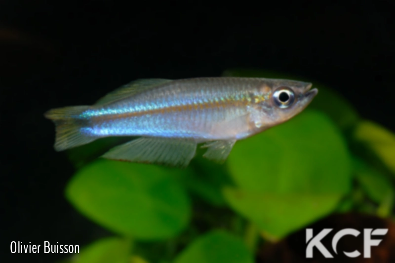 Plataplochilus aff. mimus Akok GLC 13 male adulte 